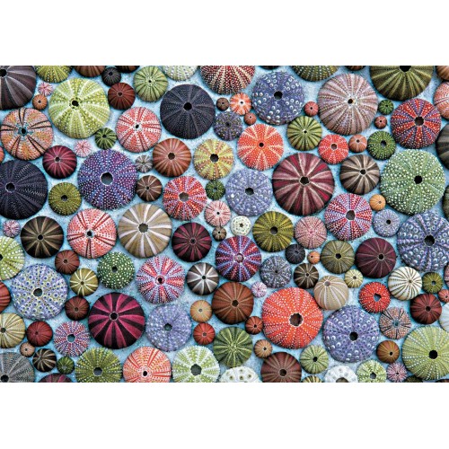 Puzzle 1000 pièces - Oursins