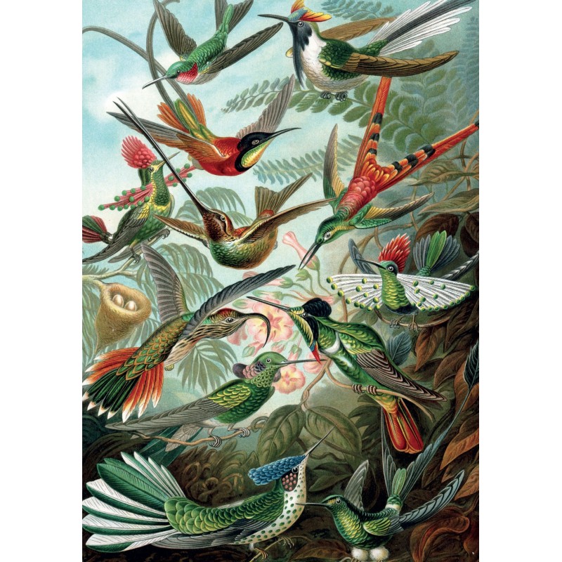 Puzzle 1000 pièces - Colibris