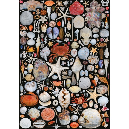 Puzzle 1000 pièces - Coquilles
